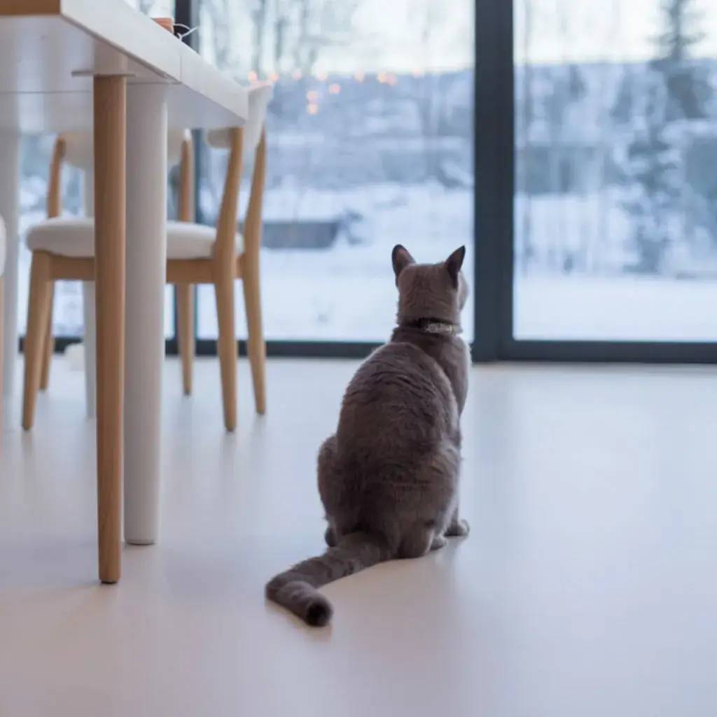 animaux_air_maison.webp