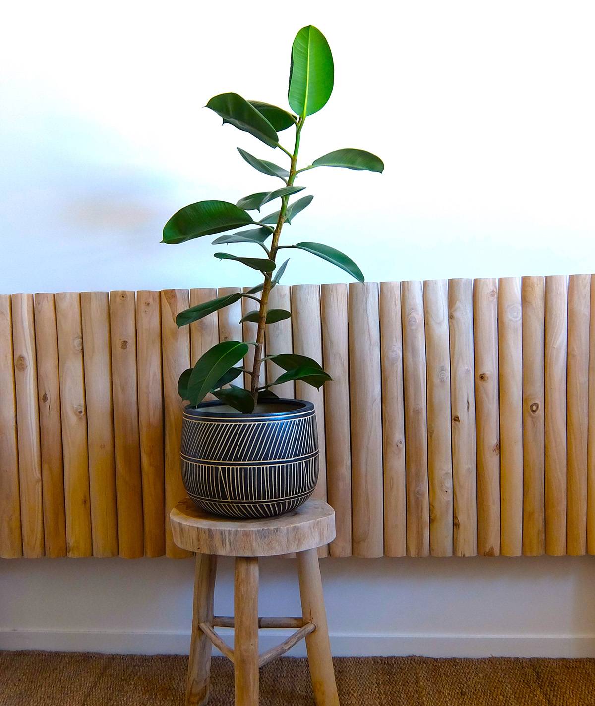 Ficus interieur